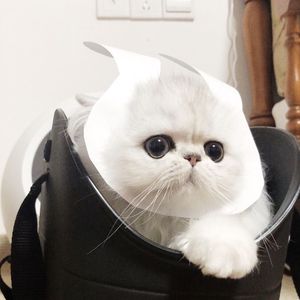 真人做爰免费视频观看
