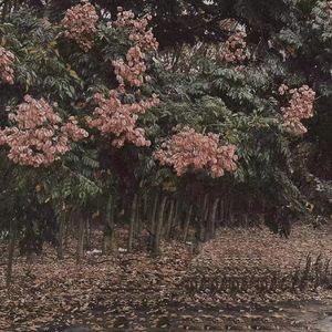 真人做爰免费视频观看
